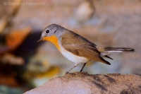 Muchárik malý - Ficedula parva -Red-breasted Flycatcher