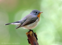 Muchárik malý - Ficedula parva -Red-breasted Flycatcher