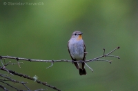 Muchárik sibírsky - Ficedula albicilla - Taiga Flycatcher