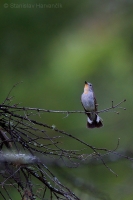 Muchárik sibírsky - Ficedula albicilla - Taiga Flycatcher