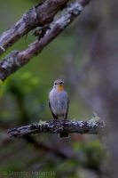 Muchárik sibírsky - Ficedula albicilla - Taiga Flycatcher