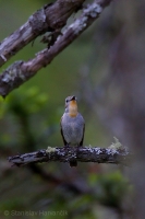 Muchárik sibírsky - Ficedula albicilla - Taiga Flycatcher