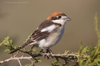Strakoš červenohlavý - Lanius senator - Woodchat Shrike