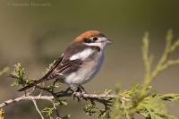 Strakoš červenohlavý - Lanius senator - Woodchat Shrike