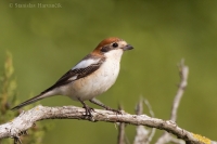 Strakoš červenohlavý - Lanius senator - Woodchat Shrike