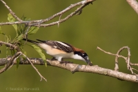 Strakoš červenohlavý - Lanius senator - Woodchat Shrike