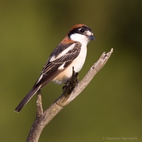 Strakoš červenohlavý - Lanius senator - Woodchat Shrike