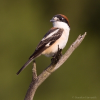 Strakoš červenohlavý - Lanius senator - Woodchat Shrike