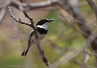 Strakošík bielobruchý - Batis molitor - Chinspot Batis