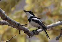 Strakošík bielobruchý - Batis molitor - Chinspot Batis