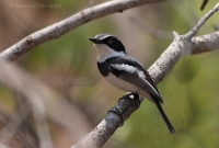 Strakošík bielobruchý - Batis molitor - Chinspot Batis