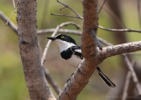 Strakošík bielobruchý - Batis molitor - Chinspot Batis