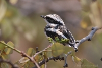 Strakošík bielobruchý - Batis molitor - Chinspot Batis