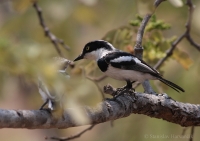 Strakošík bielobruchý - Batis molitor - Chinspot Batis
