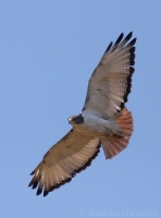 Myšiak veštecký - Buteo augur - Augur Buzzard