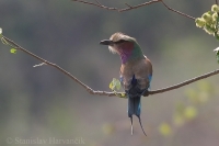 Krakľa vidlochvostá - Coracias caudata - Lilacbreasted Roller