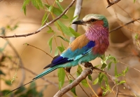 Krakľa vidlochvostá - Coracias caudata - Lilacbreasted Roller