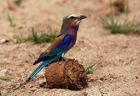 Krakľa vidlochvostá - Coracias caudata - Lilacbreasted Roller