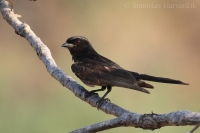 Drongo vidlochvostý - Dicrurus adsimilis - Forktailed drongo