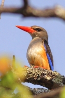 Rybárikovec bledohlavý - Halcyon leucocephala - Greyhooded Kingfischer