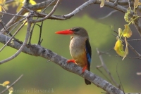 Rybárikovec bledohlavý - Halcyon leucocephala - Greyhooded Kingfischer