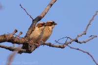 Vrabčiar bielopásy - Plocepasser mahali - Whitebrowed Sparrow-weaver