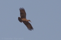 Takatra tmavá - Scopus umbretta - Hamerkop