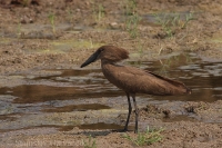 Takatra tmavá - Scopus umbretta - Hamerkop