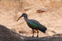 Hadada volavá - Bostrychia hagedash - Hadeda Ibis