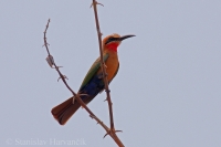 Včelárik bieločelý - Merops bullockoides - Whitefronted Bee-eater