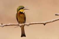 Včelárik malý - Merops pusillus - Little Bee-eater