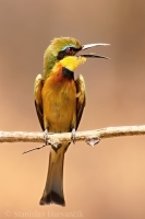 Včelárik malý - Merops pusillus - Little Bee-eater