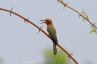 Včelárik bieločelý - Merops bullockoides - Whitefronted Bee-eater