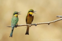 Včelárik malý - Merops pusillus - Little Bee-eater
