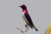 Liskavec bielobruchý - Cinnyricinclus leucogaster - Plumcoloured Starling