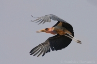 Marabu zdochlinár - Leptoptilos crumeniferus - Marabou Stork