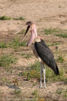 Marabu zdochlinár - Leptoptilos crumeniferus - Marabou Stork