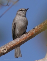 Muchár bledý - Bradornis pallidus - Pale Flycatcher