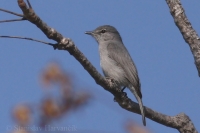 Muchár bledý - Bradornis pallidus - Pale Flycatcher