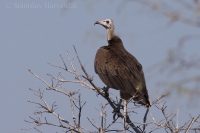 Sup čiapočkatý - Necrosyrtes monachus - Hooded Vulture