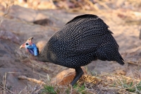 Perlička prilbatá - Numida meleagris - Helmeted Guineafowl
