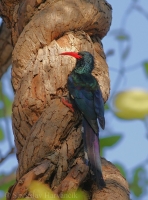 Leskláč purpurový - Phoeniculus purpureus - Redbilled Woodhoopoe