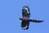 Leskláč purpurový - Phoeniculus purpureus - Redbilled Woodhoopoe