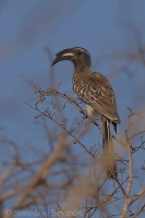 Toko sivý - Tockus nasutus - Grey Hornbill