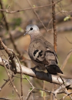 Bronzovka lesná - Turtur chalcospilos - Greenspotted Dove