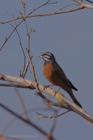 Strnádka škoricová - Emberiza tahapisi - Cinnamonbreasted Rock Bunting