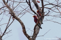 Širokozobka škoricová - Eurystomus glaucurus - Broadbilled Roller