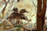 Ležiak vodný - Burhinus vermiculatus - Water Dikkop