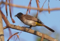 Bylbyl bradatý - Pycnonotus barbatus - Common Bulbul