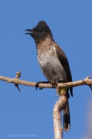 Bylbyl bradatý - Pycnonotus barbatus - Common Bulbul
